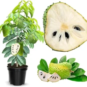 Soursop Tree Live Plant 3 Gallon Pot, 3 Feet Tall Guanabana Fruit Tree - Image 3