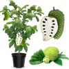 Soursop Tree Live Plant, 3 Gallon Pot, Annona Muricata, Tropical Fruit Tree - Image 1