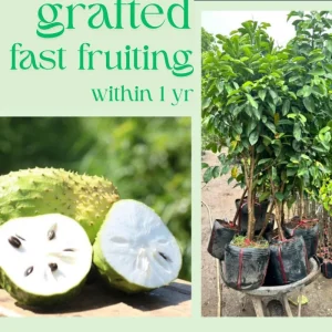 Soursop Tree Live Plant, 3 Gallon Pot, Annona Muricata, Tropical Fruit Tree - Image 3