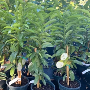 Soursop Tree Live Plant, 3 Gallon Pot, Annona Muricata, Tropical Fruit Tree - Image 4