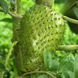 Soursop Tree Live Plant, 3 Gallon Pot, Annona Muricata, Tropical Fruit Tree - Image 5