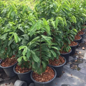 Soursop Tree Live Plant, 3 Gallon Pot, Annona Muricata, Tropical Fruit Tree - Image 6