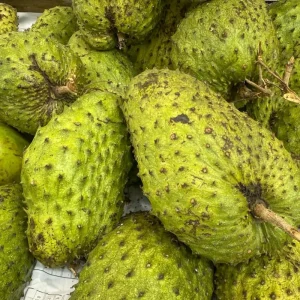 Soursop Tree Live Plant, 3 Gallon Pot, Annona Muricata, Tropical Fruit Tree - Image 8