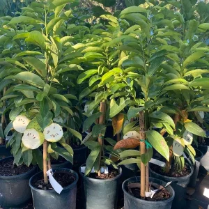 Soursop Tree Live Plant, 3 Gallon Pot, Annona Muricata, Tropical Fruit Tree - Image 9