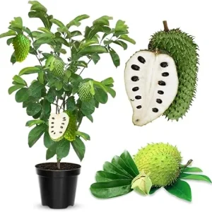 Soursop Tree Live Plant 3 Years Old, 3 Gallon Pot, Tropical Fruit Tree - Image 2