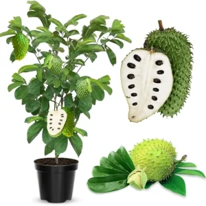 Soursop Tree Live Plant 3 Years Old, 3 Gallon Pot, Tropical Fruit Tree - Image 4