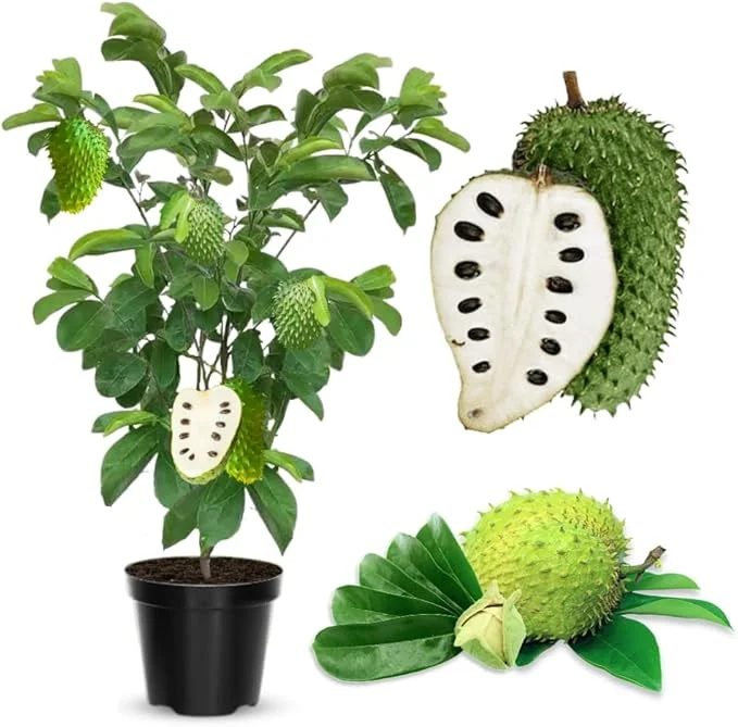 Soursop Tree Live Plant 3 Years Old, 3 Gallon Pot, Tropical Fruit Tree - Image 4