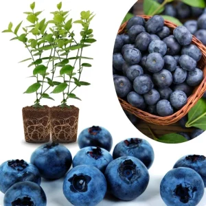 Southern Highbush Blueberry Live Plants - Set of 2, 5-7
