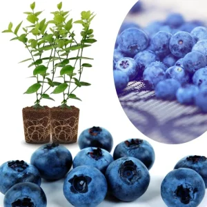 Southern Highbush Blueberry Live Plants - Set of 2, 5-7