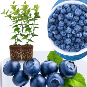 Southern Highbush Blueberry Live Plants - Set of 2, 5-7