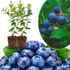 Southern Highbush Blueberry Live Plants - Set of 2, 5-7" Tall, High Yield, Outdoor - Image 1