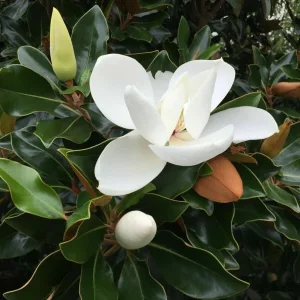 Southern Magnolia Tree Live Plant - Magnolia Grandiflora - 7 inch Evergreen Seedling - Image 2
