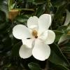 Southern Magnolia Tree Live Plant - Magnolia Grandiflora - 7 inch Evergreen Seedling - Image 1
