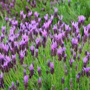 Spanish Common Lavender Live Plant, Deep Purple Flowers, 2-4