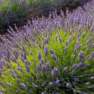 Spanish Common Lavender Live Plant, Deep Purple Flowers, 2-4