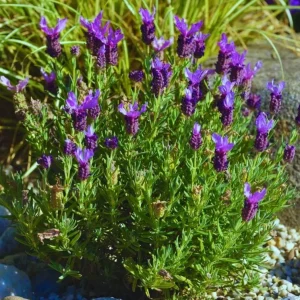 Spanish Common Lavender Live Plant, Deep Purple Flowers, 2-4