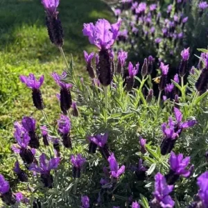 Spanish Common Lavender Live Plant, Deep Purple Flowers, 2-4