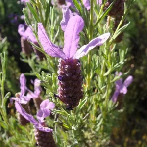 Spanish Common Lavender Live Plant, Deep Purple Flowers, 2-4