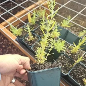 Spanish Common Lavender Live Plant, Deep Purple Flowers, 2-4