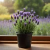 Spanish Lavender Live Plant in 3'' Pot - Fragrant Herb for Outdoor Garden - Image 1