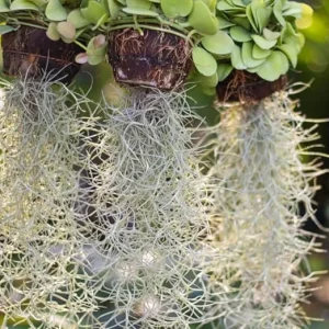 Spanish Moss Air Plant Live Tillandsia Houseplant 10-12 Inch Long Indoor/Outdoor - Image 4