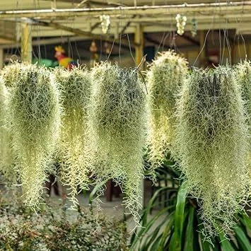 Spanish Moss Live Air Plant - 1 Clump, 10" Long Tillandsia, Indoor/Outdoor Decor - Image 7