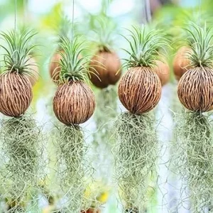 Spanish Moss Live Air Plant Tillandsia Decorative Garden Craft, 2 Clumps 10-12