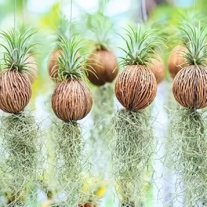 Spanish Moss Live Air Plant Tillandsia Decorative Garden Craft, 2 Clumps 10-12