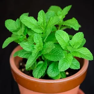 Spearmint Live Plant – 3-6 Inch Tall Herb, Outdoor/Indoor Mint - Image 3