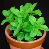 Spearmint Live Plant – 3-6 Inch Tall Herb, Outdoor/Indoor Mint - Image 1
