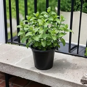 Spearmint Live Plant 4-6 Inches Tall - Fragrant Culinary Herb for Gardens - Image 2