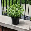 Spearmint Live Plant 4-6 Inches Tall - Fragrant Culinary Herb for Gardens - Image 1