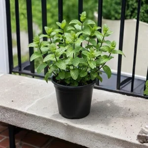 Spearmint Live Plant 4-6 Inches Tall - Fragrant Culinary Herb for Gardens - Image 6