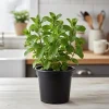 Spearmint Live Plant 4'' Pot - Culinary Herb for Garden & Indoor/Outdoor - Image 1