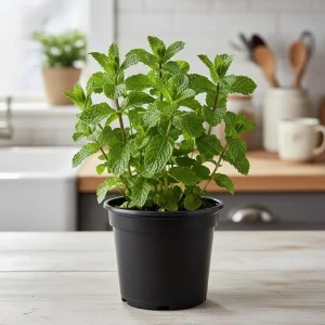 Spearmint Live Plant 4'' Pot - Culinary Herb for Garden & Indoor/Outdoor - Image 7