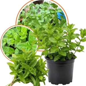 Spearmint Live Plant – Herb – 3.5'' Pot – Indoor/Outdoor Fragrant Perennial - Image 2