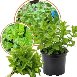 Spearmint Live Plant – Herb – 3.5'' Pot – Indoor/Outdoor Fragrant Perennial - Image 4