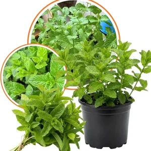 Spearmint Live Plant – Herb – 3.5'' Pot – Indoor/Outdoor Fragrant Perennial - Image 6