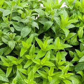 Spearmint Live Plants - Set of 2 Starter Herbs, 3-6 Inch, Outdoor Garden & Indoor - Image 3