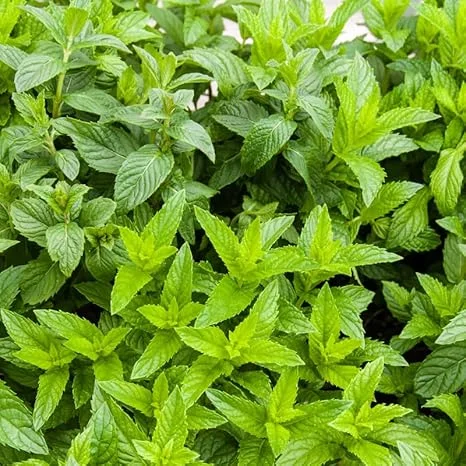 Spearmint Live Plants - Set of 2 Starter Herbs, 3-6 Inch, Outdoor Garden & Indoor - Image 6