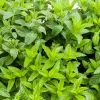 Spearmint Live Plants - Set of 2 Starter Herbs, 3-6 Inch, Outdoor Garden & Indoor - Image 1