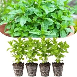 Spearmint Live Plants, Set of 4, 4-6 Inches Tall, Culinary Herb, Indoor/Outdoor - Image 2