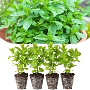 Spearmint Live Plants, Set of 4, 4-6 Inches Tall, Culinary Herb, Indoor/Outdoor - Image 6