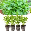 Spearmint Live Plants, Set of 4, 4-6 Inches Tall, Culinary Herb, Indoor/Outdoor - Image 1