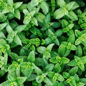 Spearmint Plants Live, Set of 2, 4-6 Inches Tall, Perennial Mint, Indoor/Outdoor Herb - Image 2
