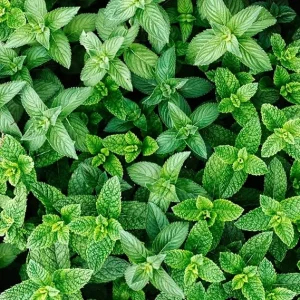 Spearmint Plants Live, Set of 2, 4-6 Inches Tall, Perennial Mint, Indoor/Outdoor Herb - Image 3
