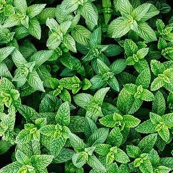 Spearmint Plants Live, Set of 2, 4-6 Inches Tall, Perennial Mint, Indoor/Outdoor Herb - Image 4
