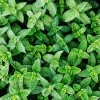 Spearmint Plants Live, Set of 2, 4-6 Inches Tall, Perennial Mint, Indoor/Outdoor Herb - Image 1