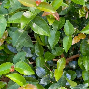 Spicy Pitanga Cherry Live Plant - Eugenia Uniflora Starter, 4-8'' Tall, 2.5