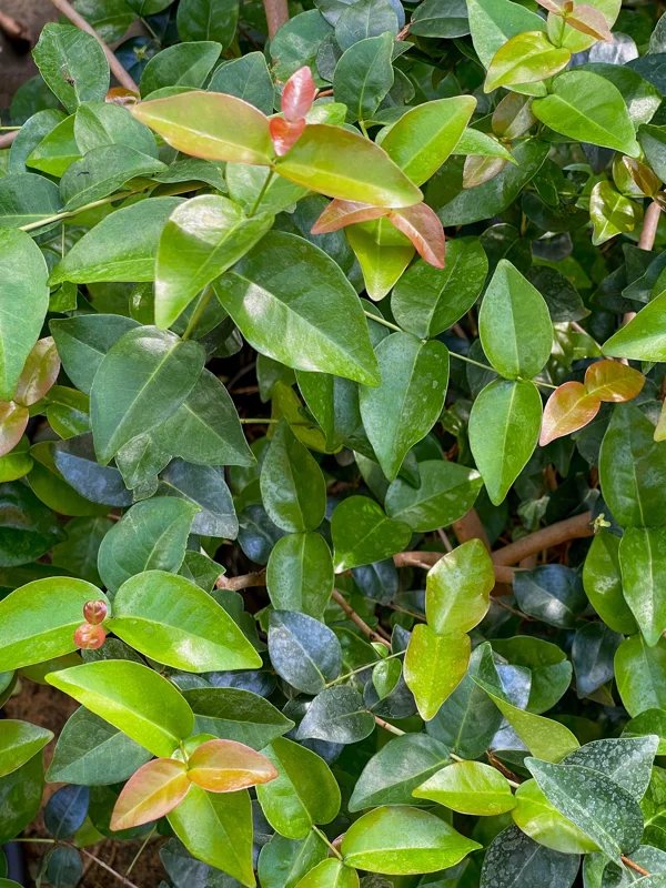 Spicy Pitanga Cherry Live Plant - Eugenia Uniflora Starter, 4-8'' Tall, 2.5" Pot - Image 10